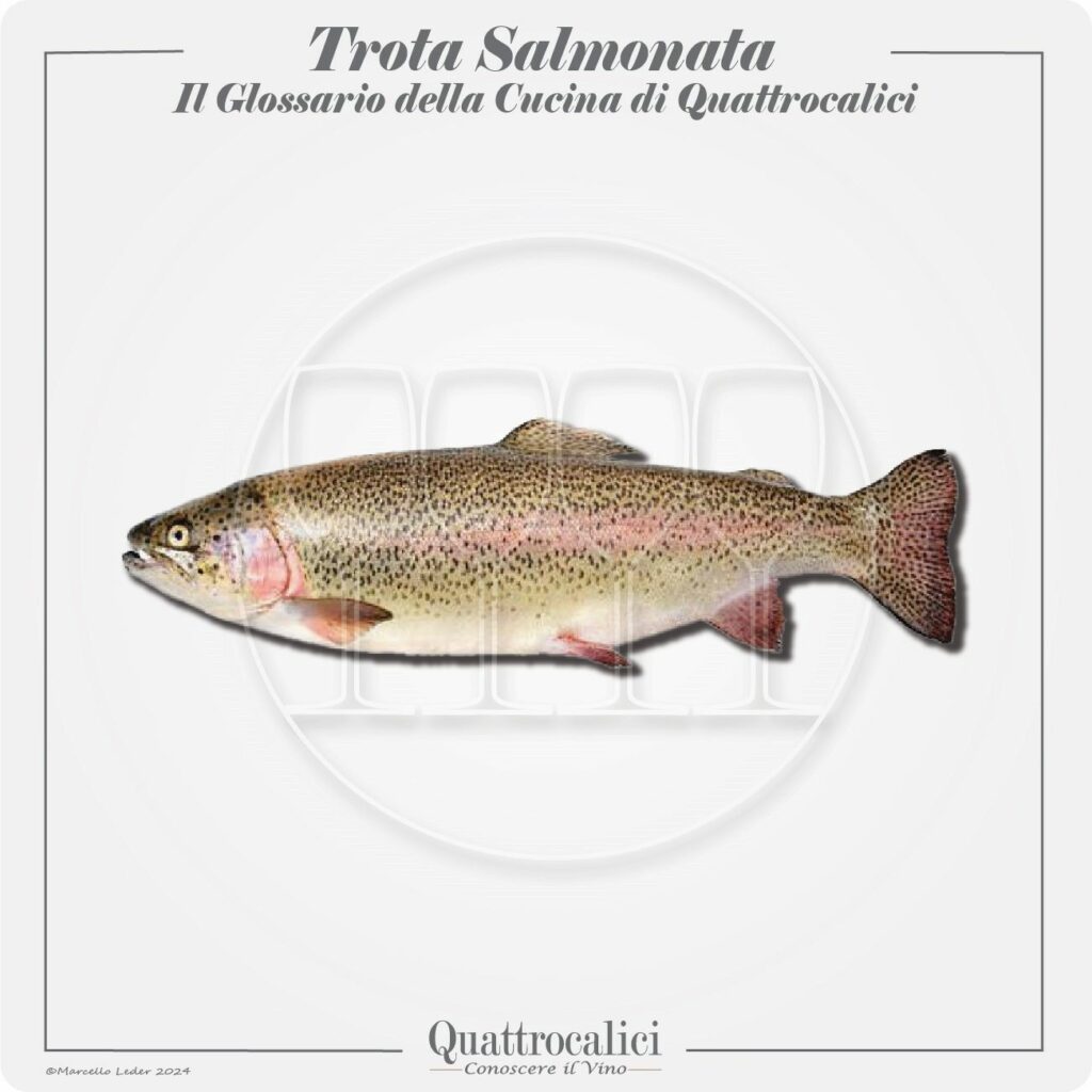 La trota salmonata in cucina e con il vino
