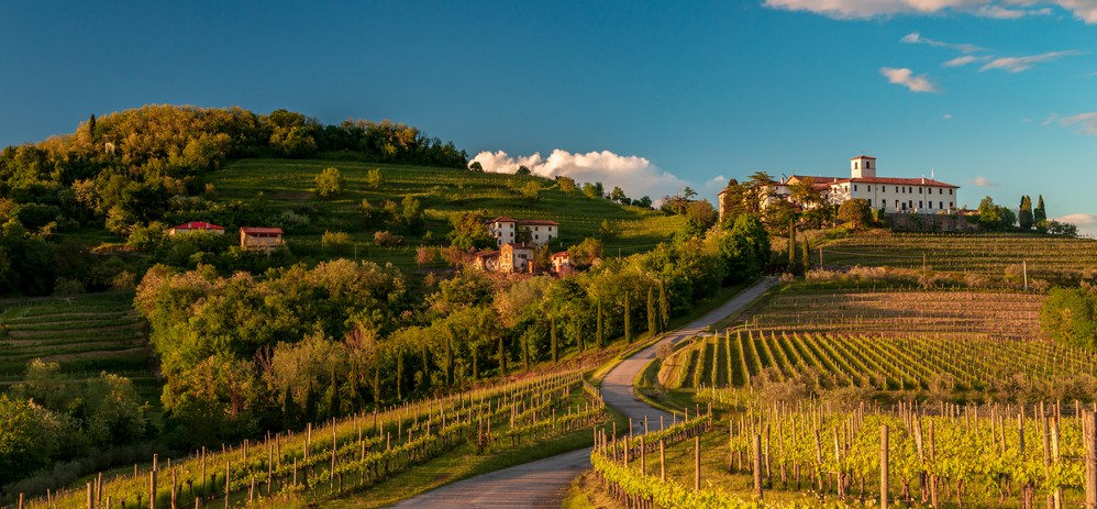 provincia Udine vini