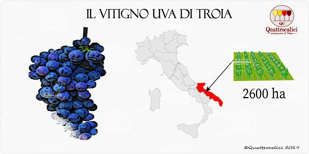vitigno uva di troia