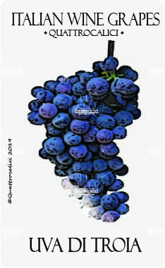 uva di troia vitigno