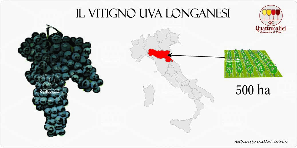 vitigno uva longanesi