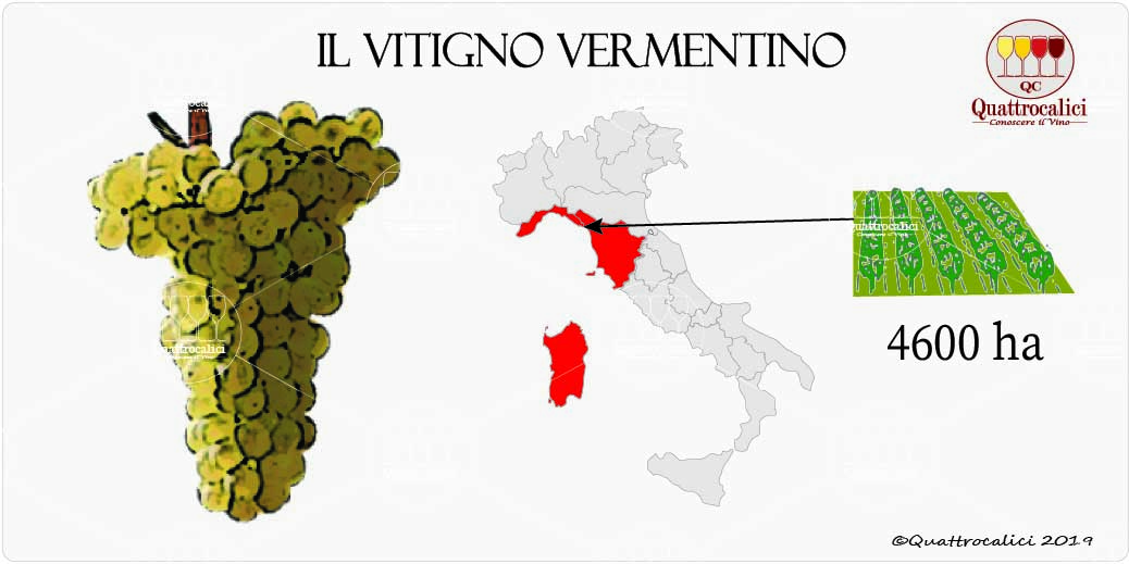 vitigno vementino