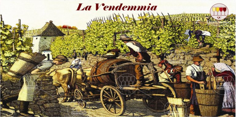 la vendemmia