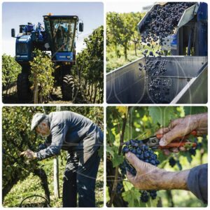 Vendemmia manuale e vendemmia meccanizzata