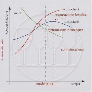 livello di maturazione delle uve e vendemmia