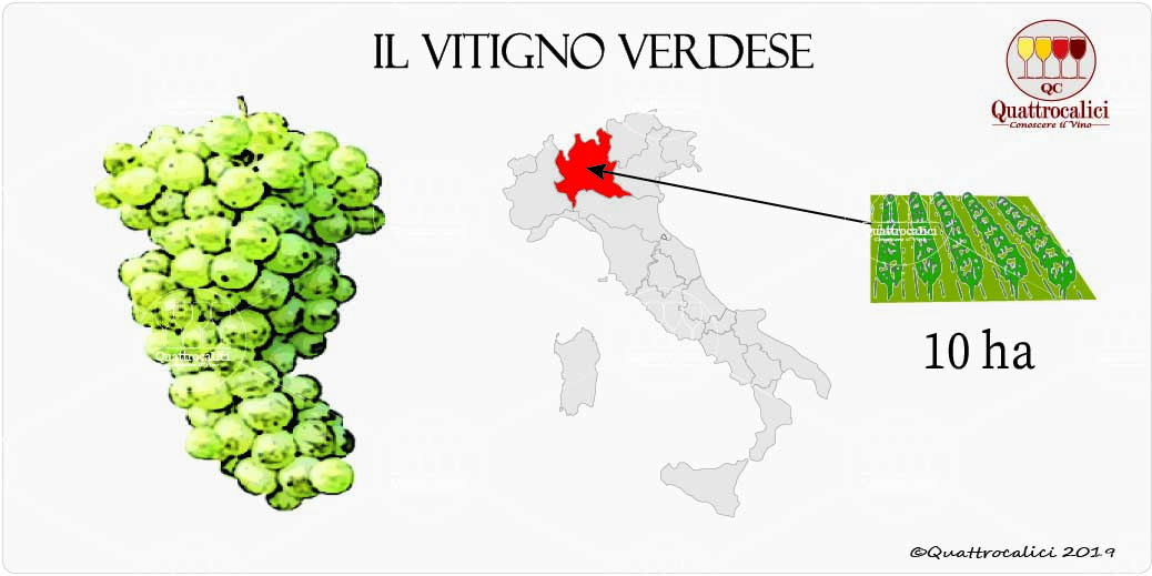 vitigno verdese