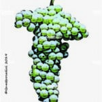 verdicchio vitigno