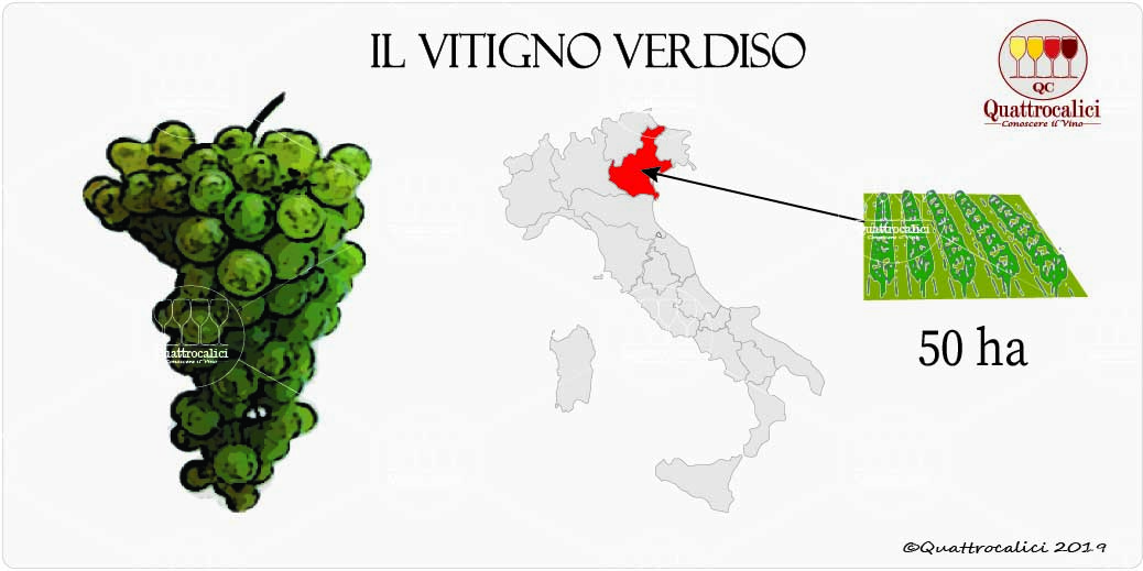 vitigno verdiso