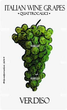 verdiso vitigno