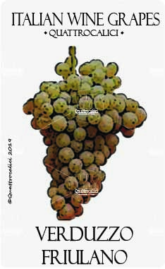 verduzzo friulano vitigno
