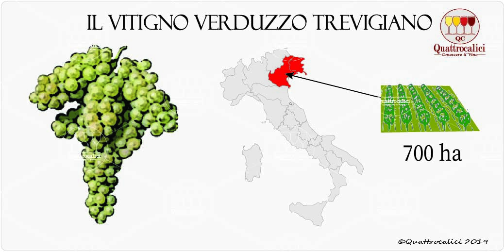 vitigno verduzzo trevigiano