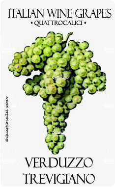 verduzzo trevigiano vitigno