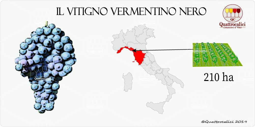 vitigno vermentino nero