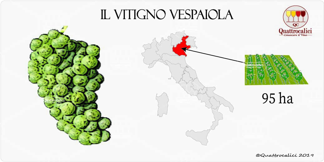 vitigno vespaiola