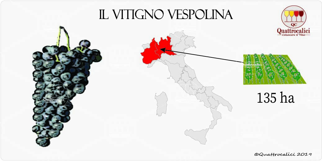 vitigno vespolina