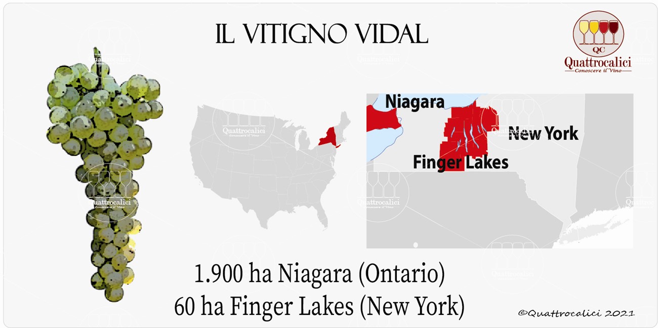 vitigno vidal