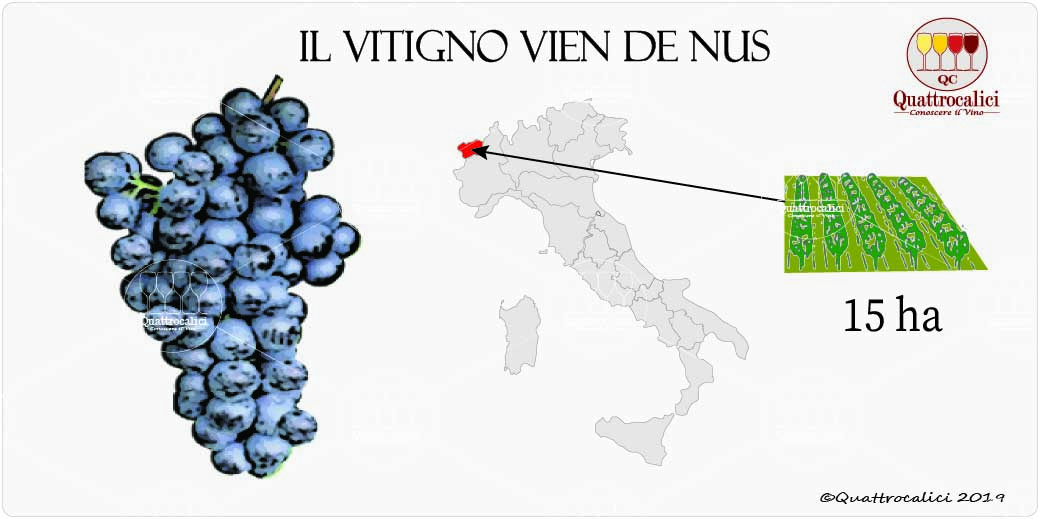 vitigno vien de nus
