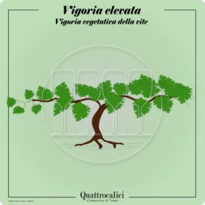 Vitigni a vigoria elevata