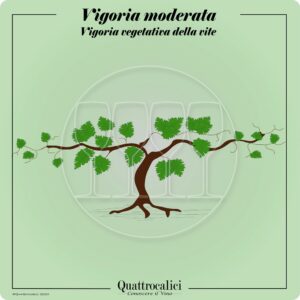 Vitigni con vigoria moderata