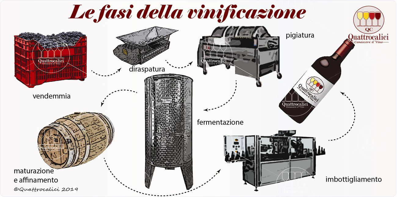 Le fasi della vinificazione