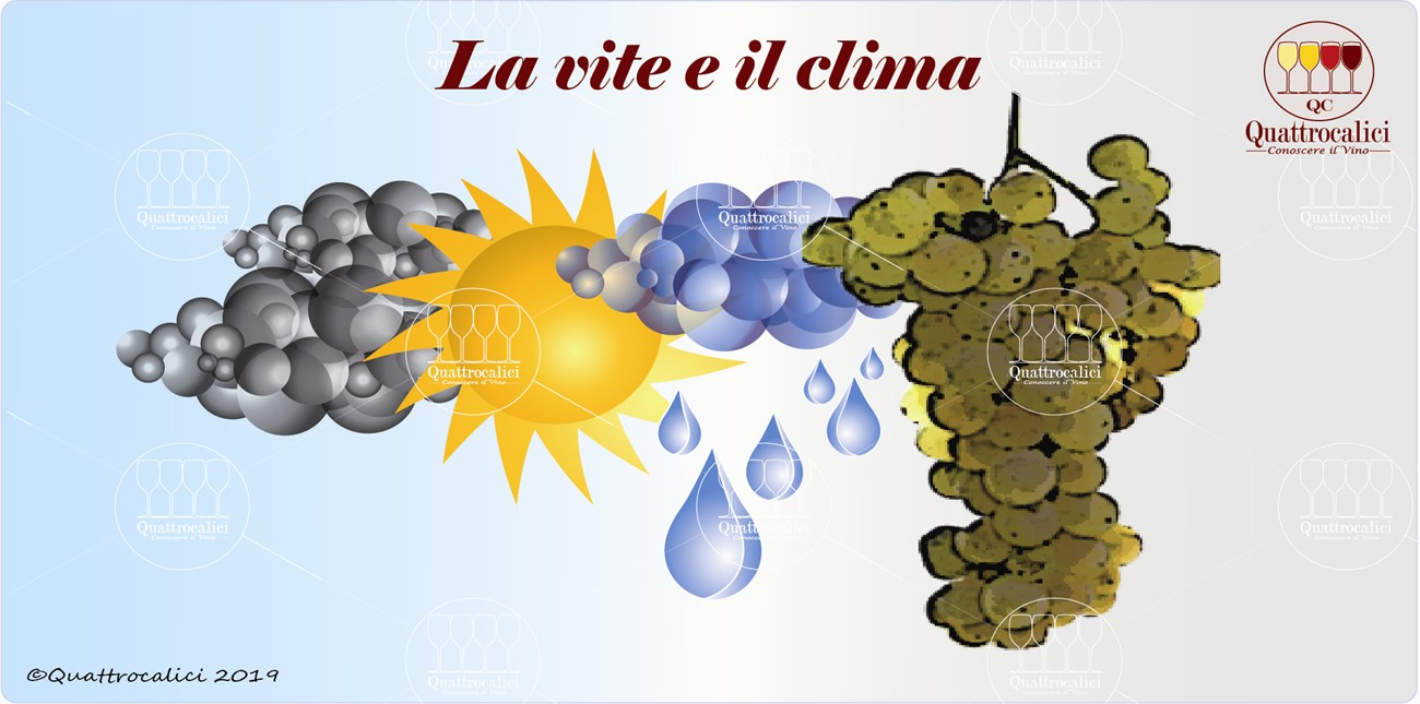 la vite e il clima