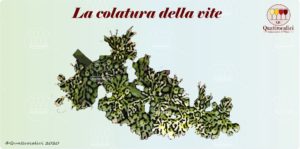 la colatura della vite
