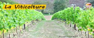 La viticoltura