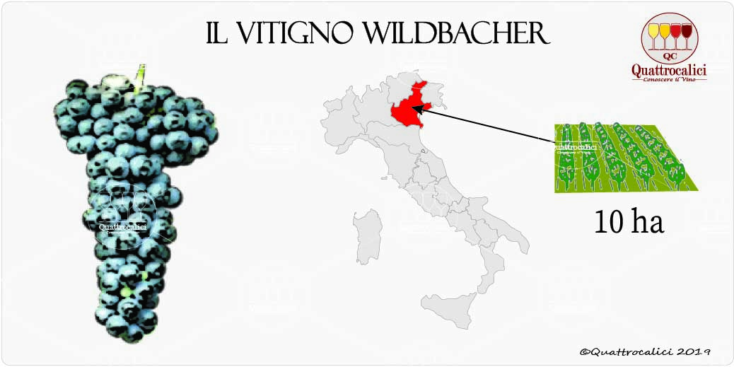 vitigno wildbacher