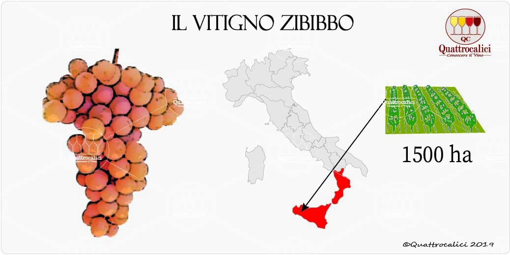 vitigno zibibbo