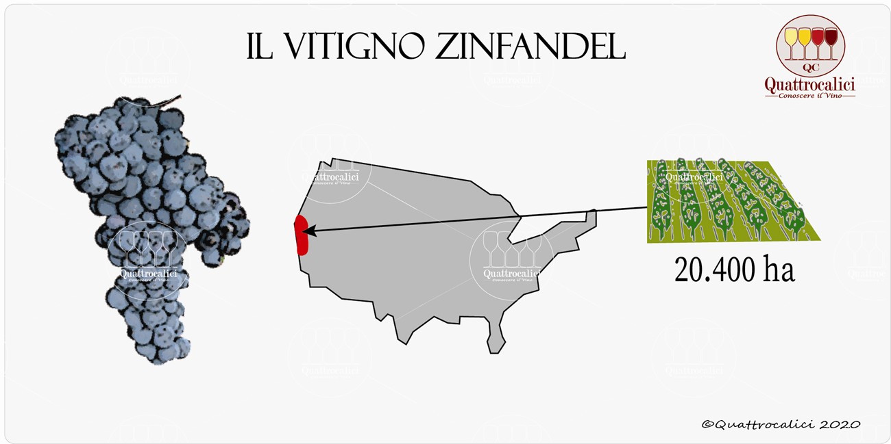 vitigno zinfandel