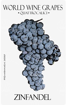 zinfandel vitigno