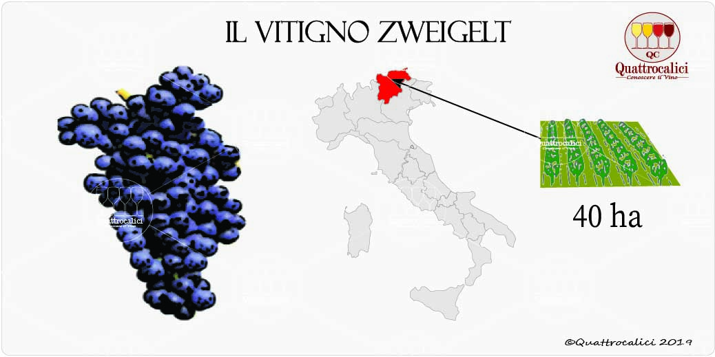 vitigno zweigelt