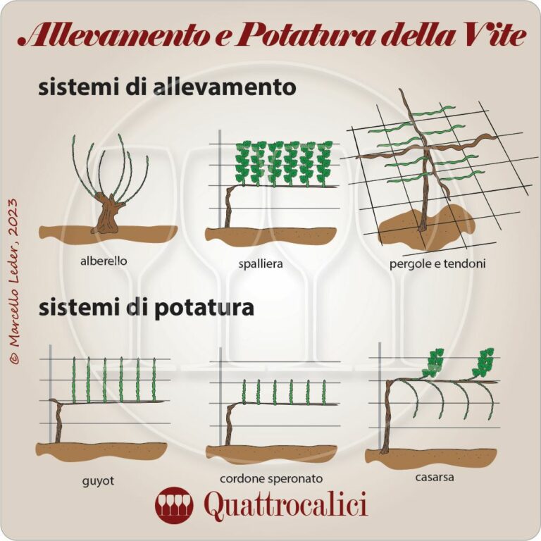 allevamento e potatura della vite