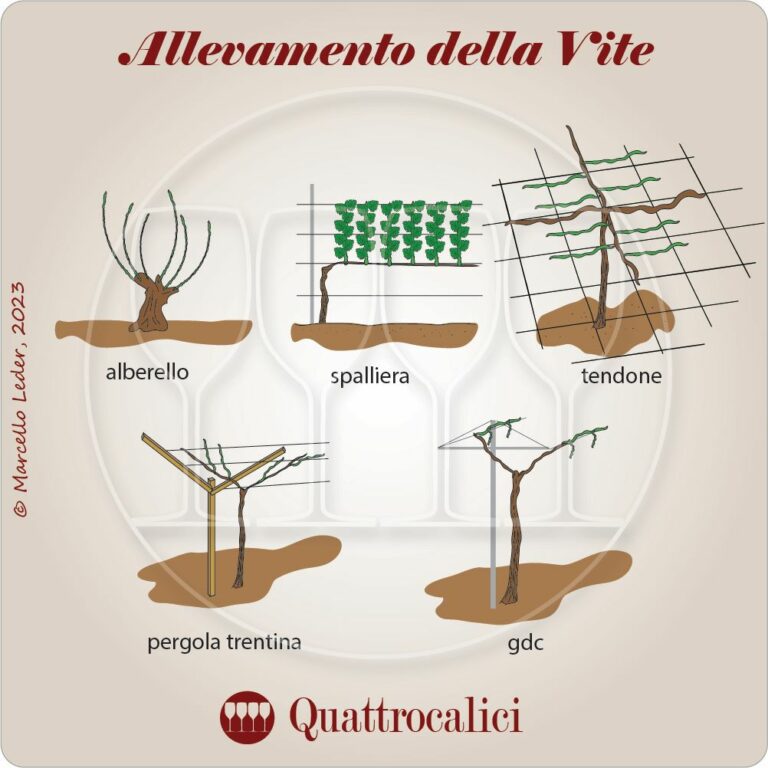 sistemi di allevamento della vite