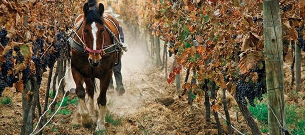 La biodinamica nel vigneto