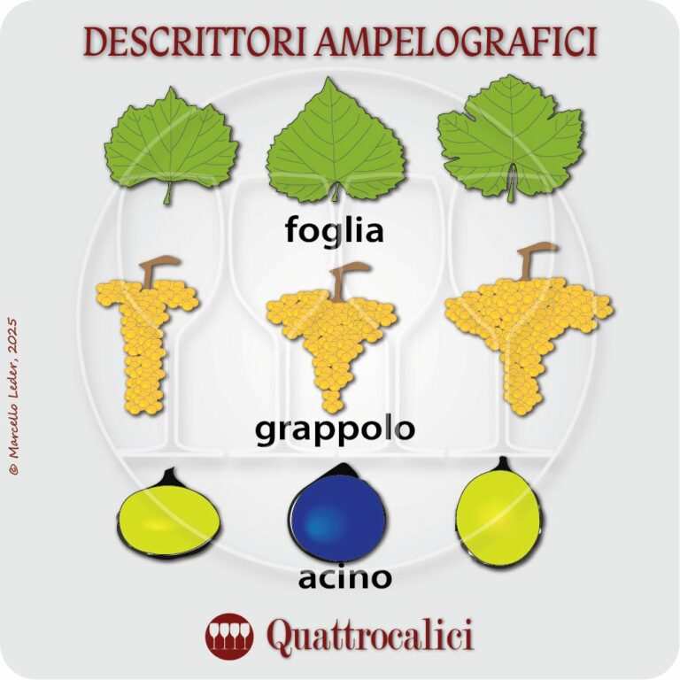 ampelografia e descrittori ampelografici