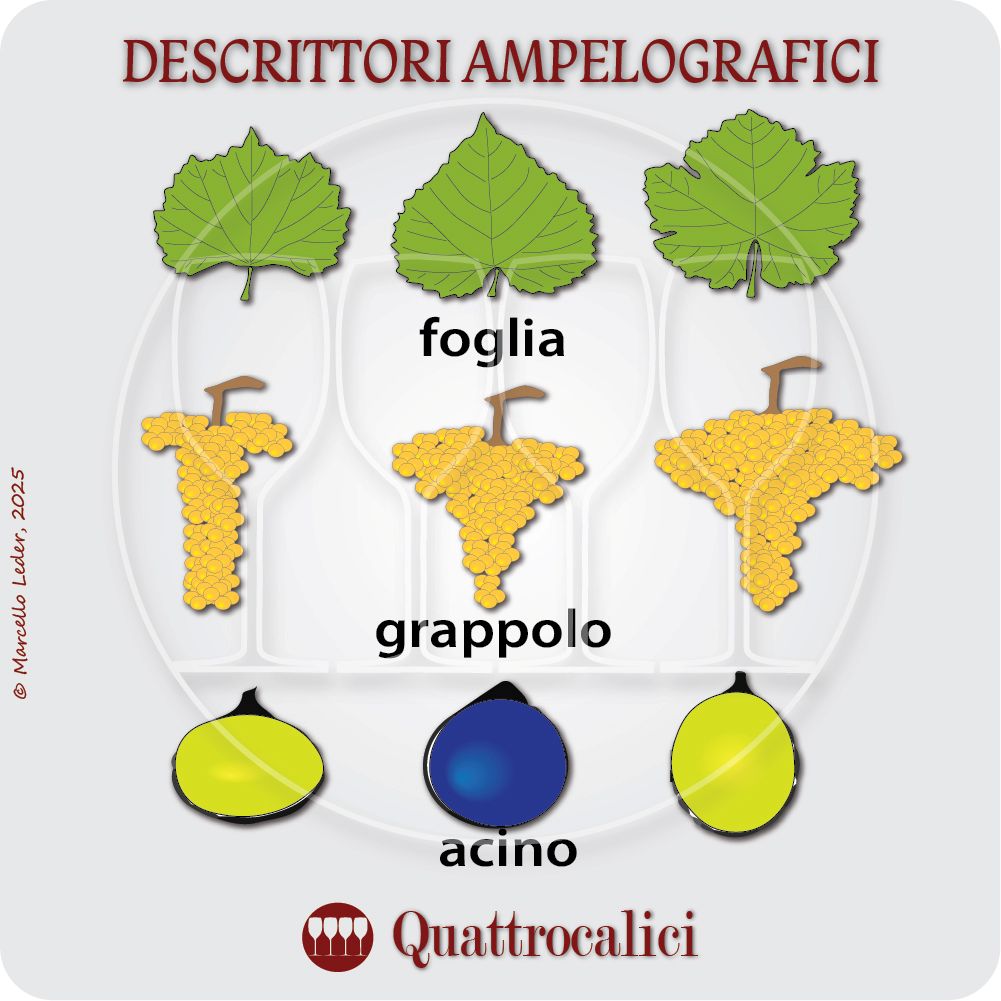 ampelografia e descrittori ampelografici