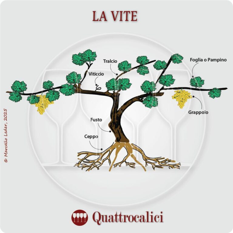 La vite e le sue caratteristiche