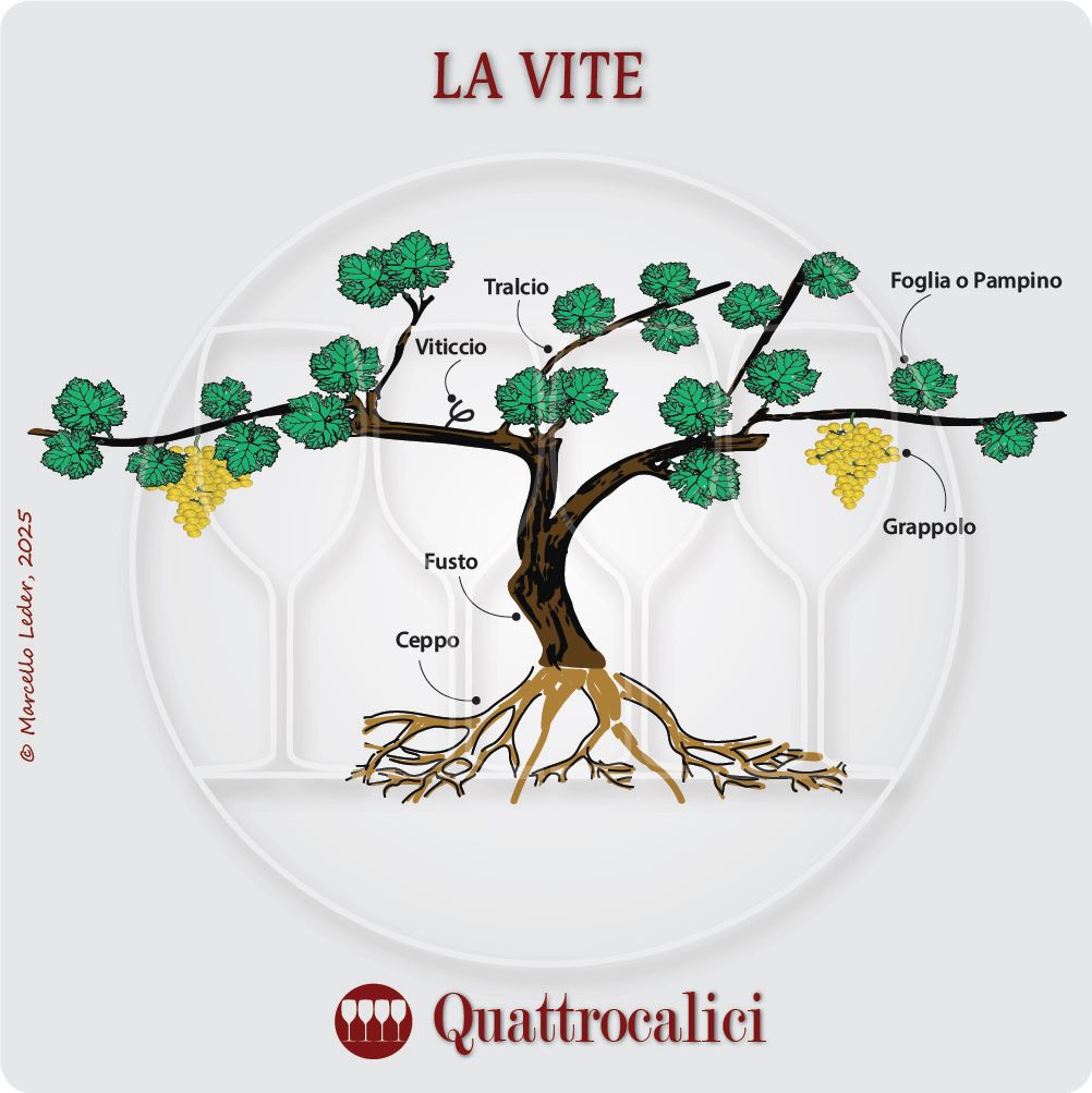 La vite e le sue caratteristiche