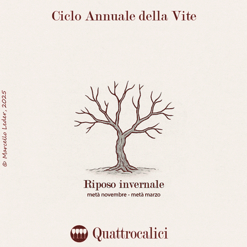 il ciclo annuale della vite