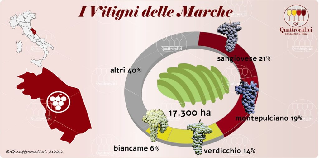 i vitigni delle marche