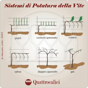 La potatura della vite quattrocalici