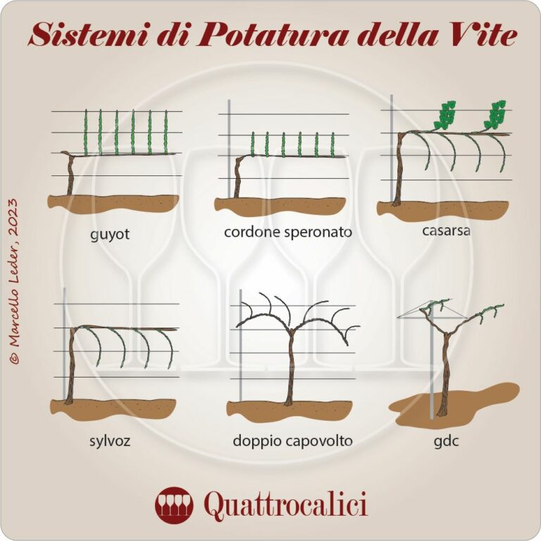 sistemi di potatura della vite