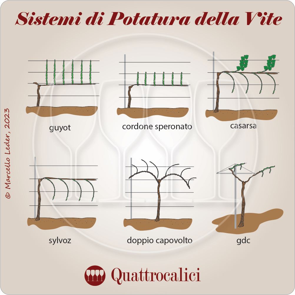 sistemi di potatura della vite