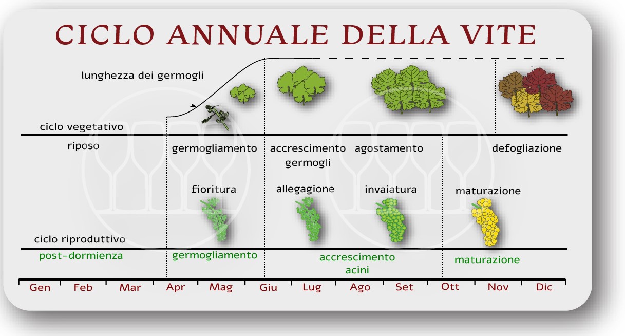 il ciclo annuale della vite