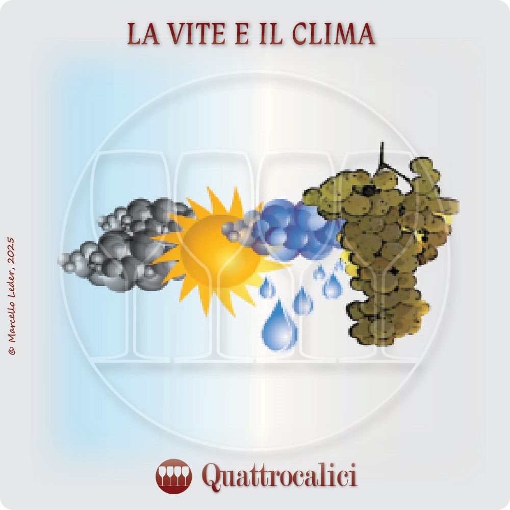 la vite e il clima