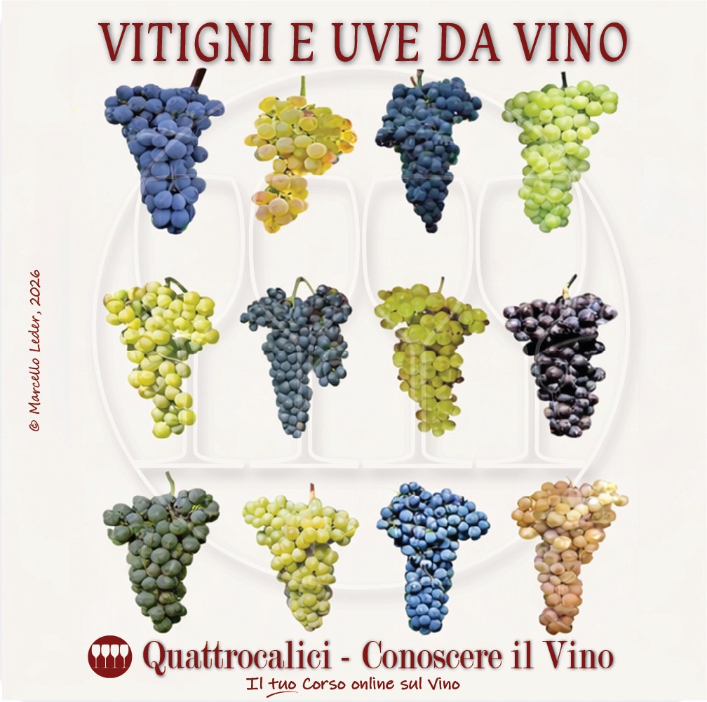 Vitigni e uve da vino