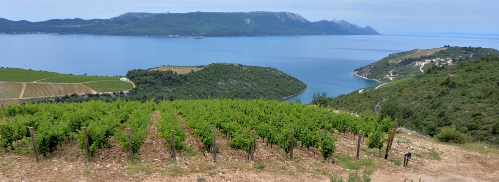 croazia-vino