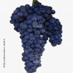 barbera del sannio