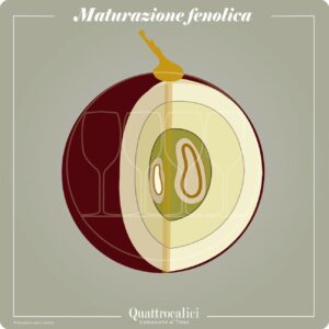 maturazione fenolica